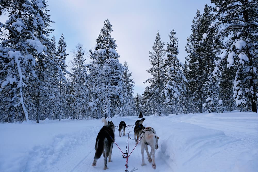 Favorite Scandinavia Countries + Lysefjord Boat & Winter Husky Safari Experience