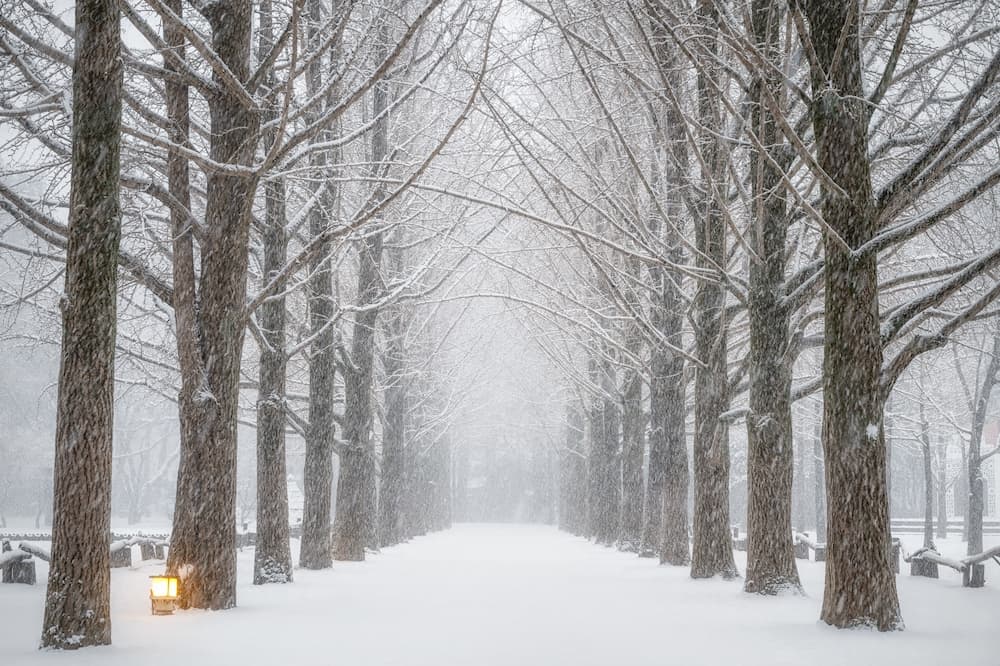 Super Sale Korea Winter Nami Island + Lotte World & Ski Experience