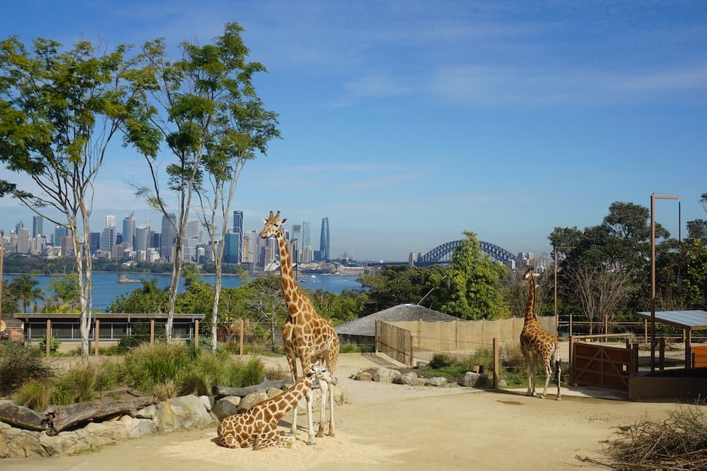 Favorite Australia Dreamland Zig Zag Railway + Taronga Zoo & Harbour Town Premium Outlet