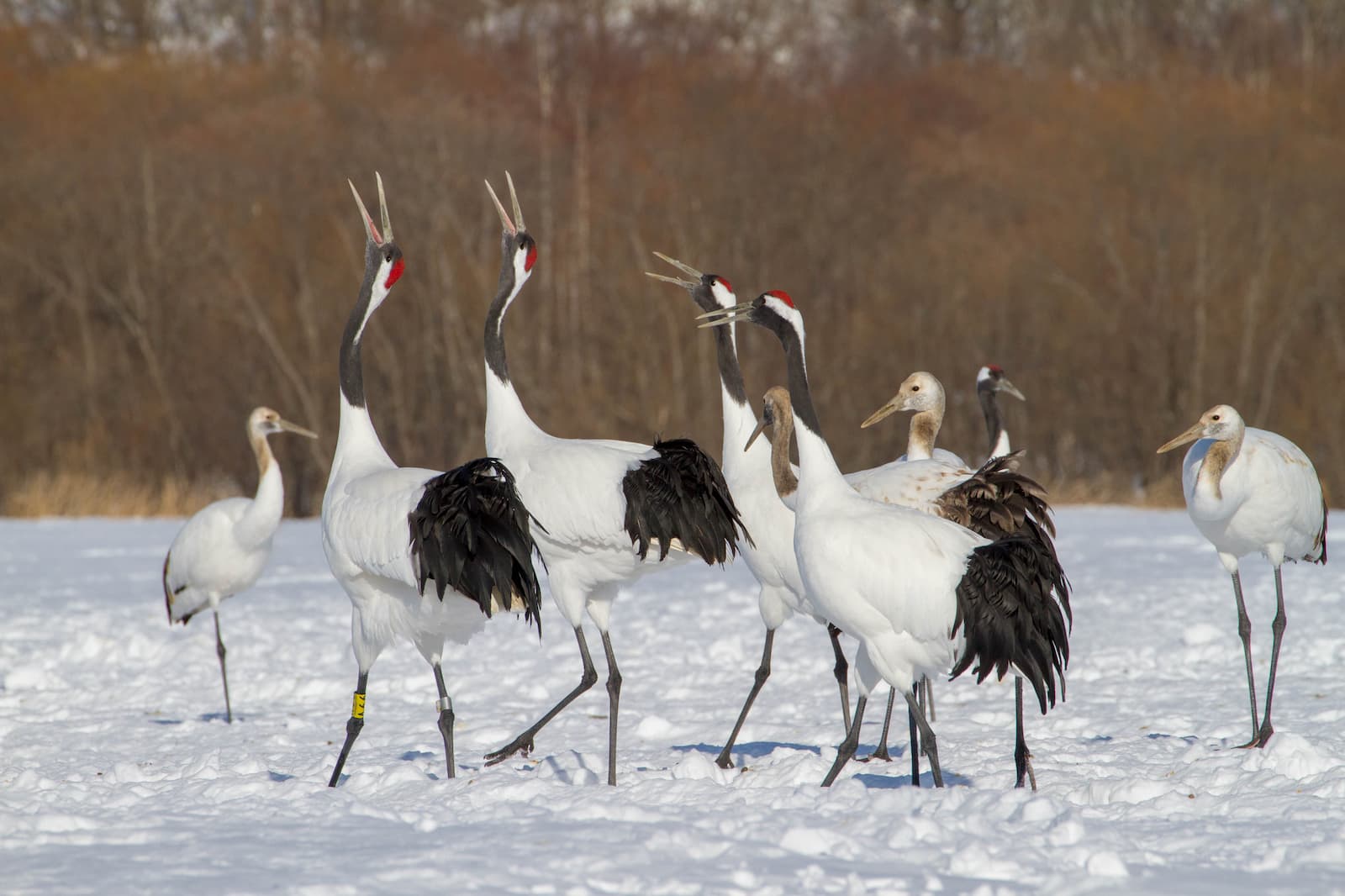 Amazing Winter Eastern Hokkaido + Asahiyama Zoo & Snow Mobile Experience