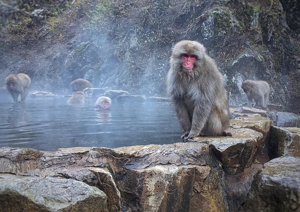 Favorite Japan Winter Wonderland + Snow Monkey Park & Shirakawago Village
